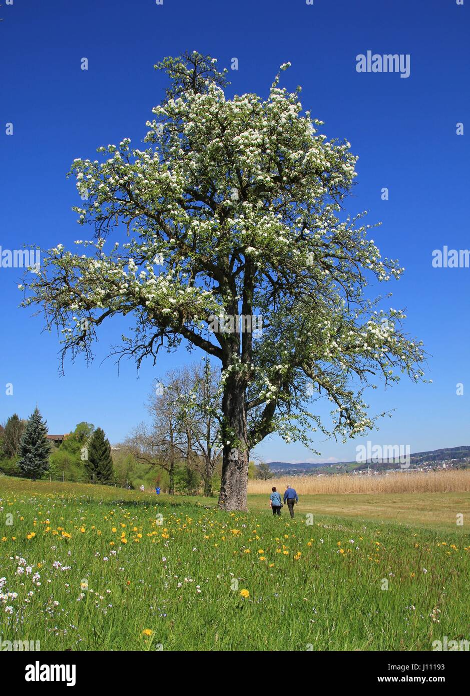 Chery blossom. Spring scene in Seegraben, Zurich Canton Stock Photo Alamy