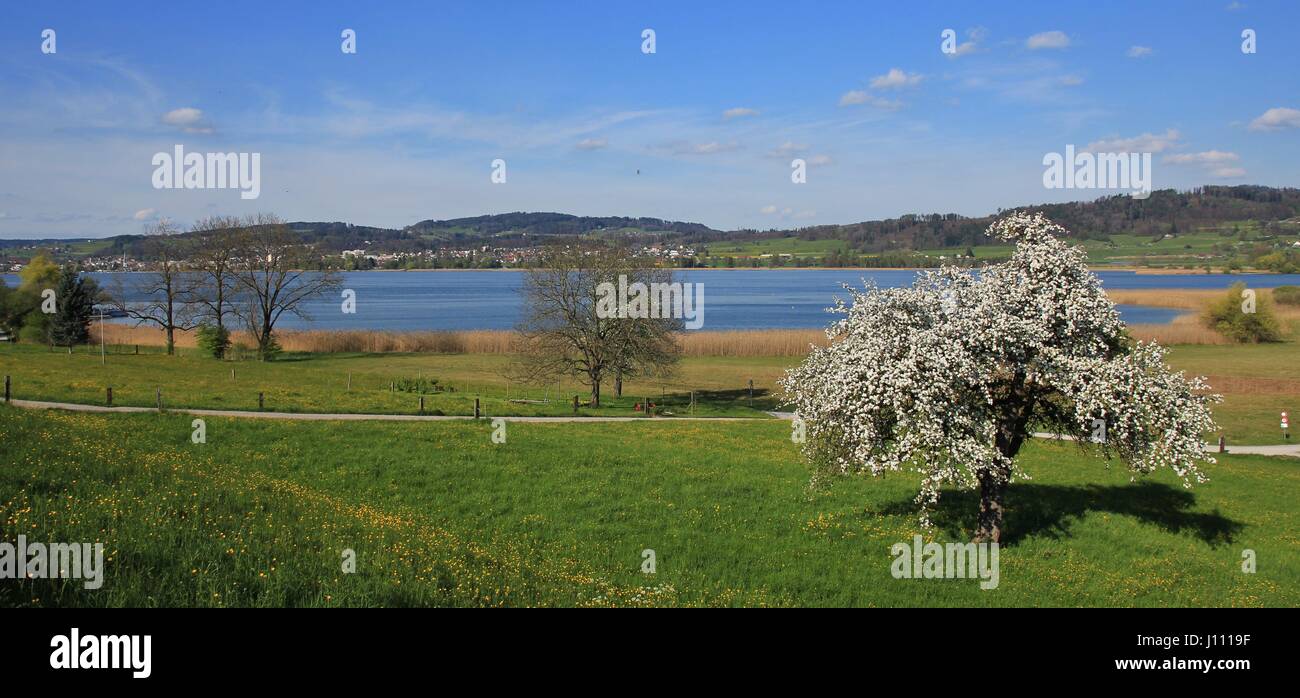Arrival of spring at lake Pfaffikon. Chery blossom. Landscape in Zurich
