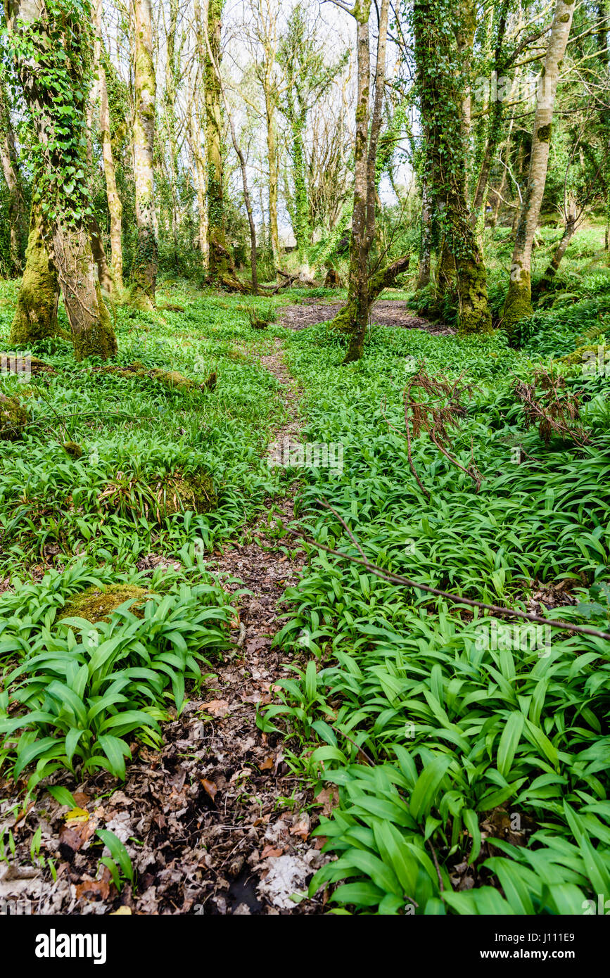 Fragrant forest floor hi-res stock photography and images - Alamy