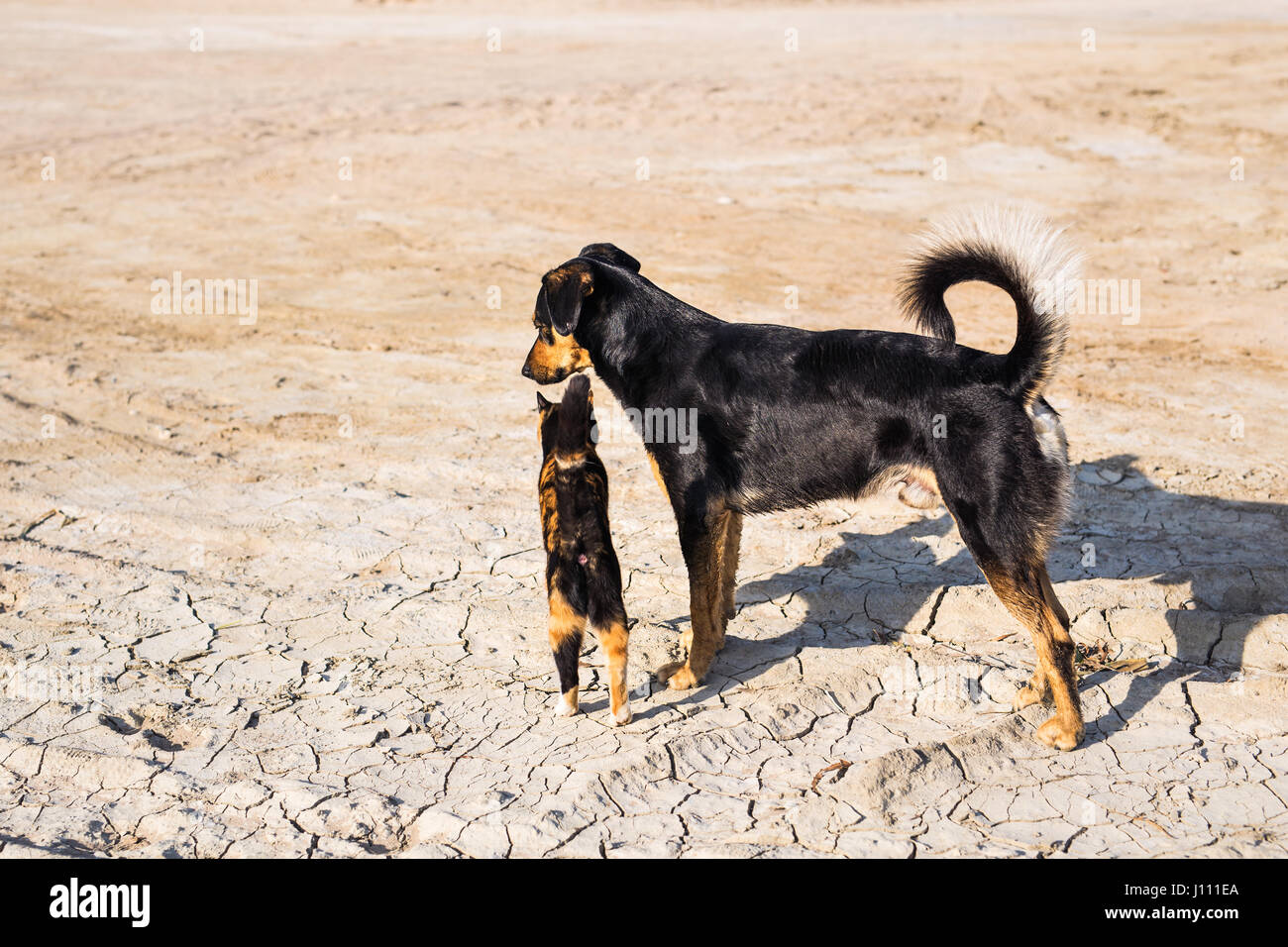 Dog and cat playing together outdoor Stock Photo