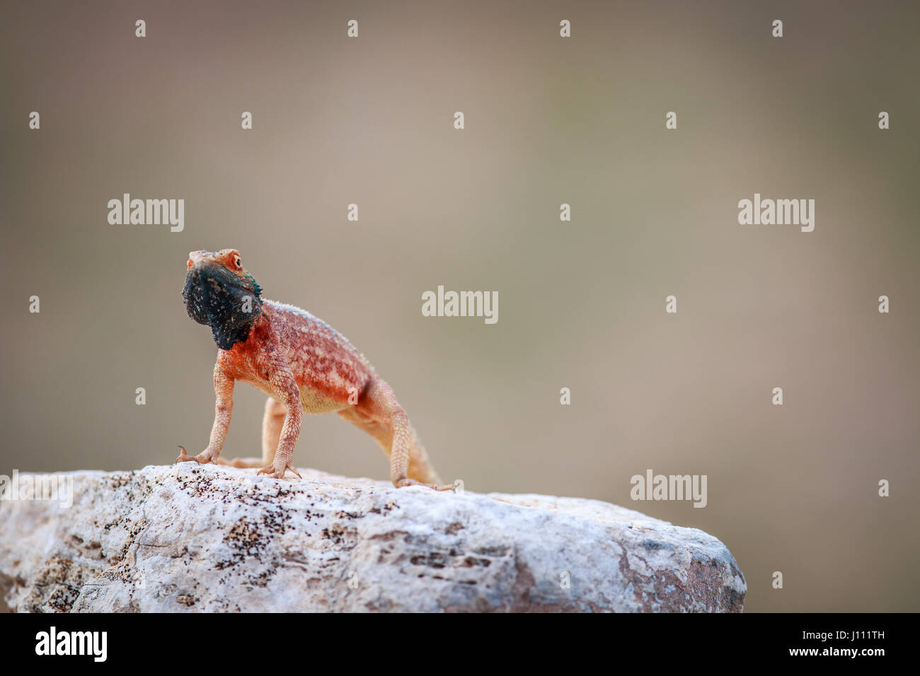 Namo, the lizard catcher, Gallery posted by Thunjai Narissa