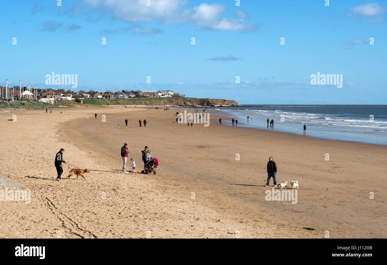 People walking dogs on the beach at Seaburn, Easter Monday 2017, Sunderland, England, UK Stock Photo