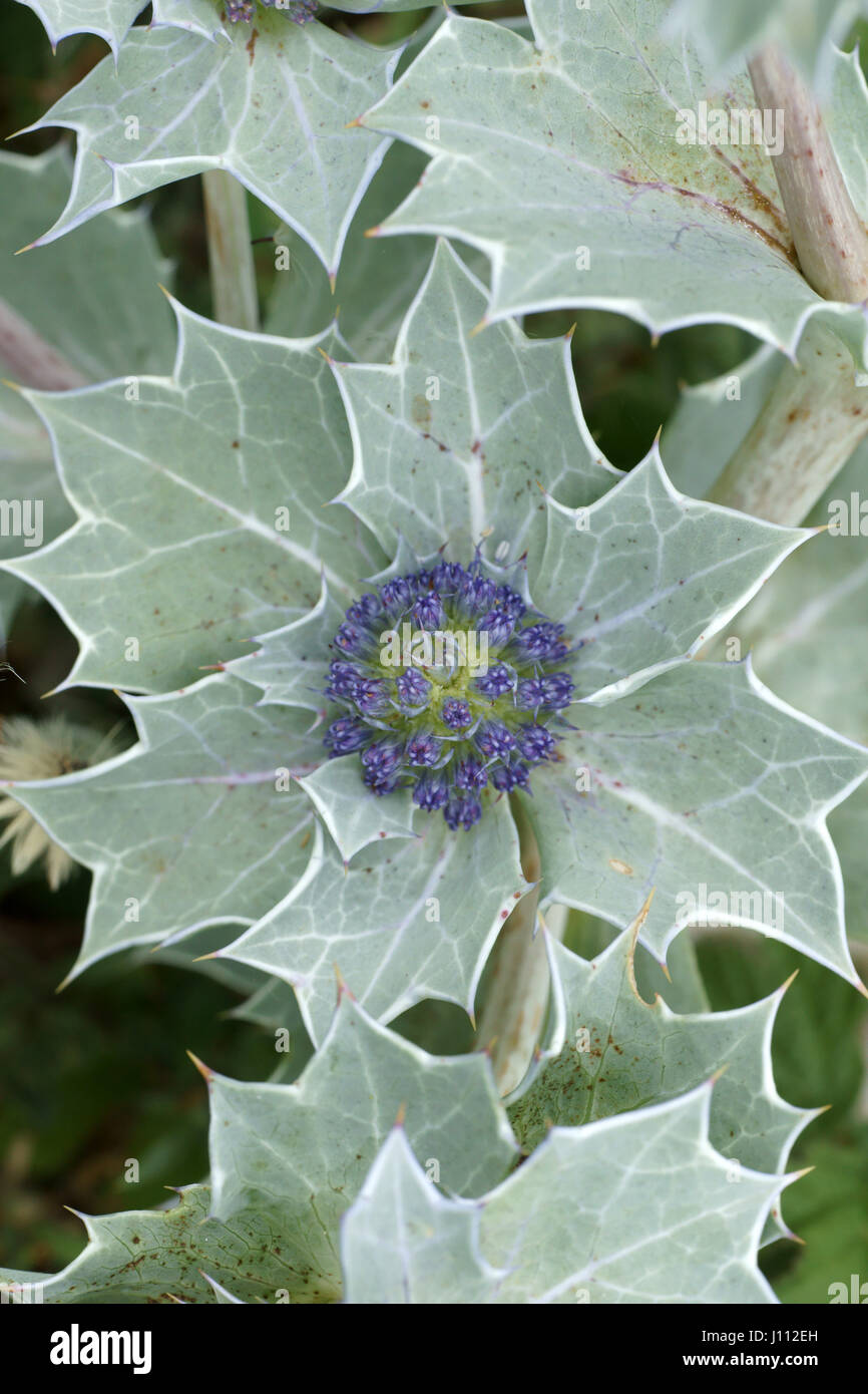 Eryngium maritimum hires stock photography and images Alamy
