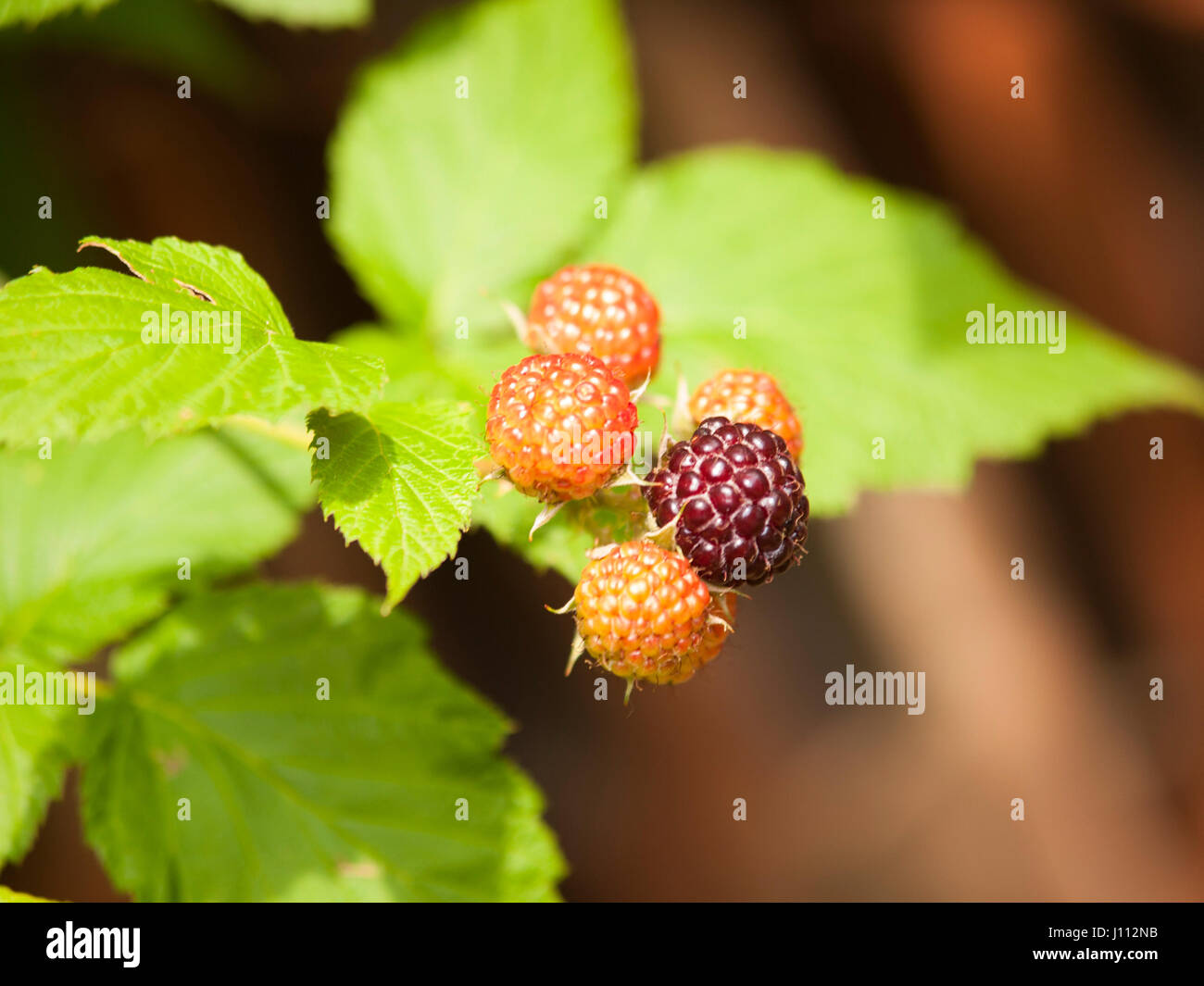Detail of ripening blackberries on branch in summer - Rubus fruticosus Stock Photo