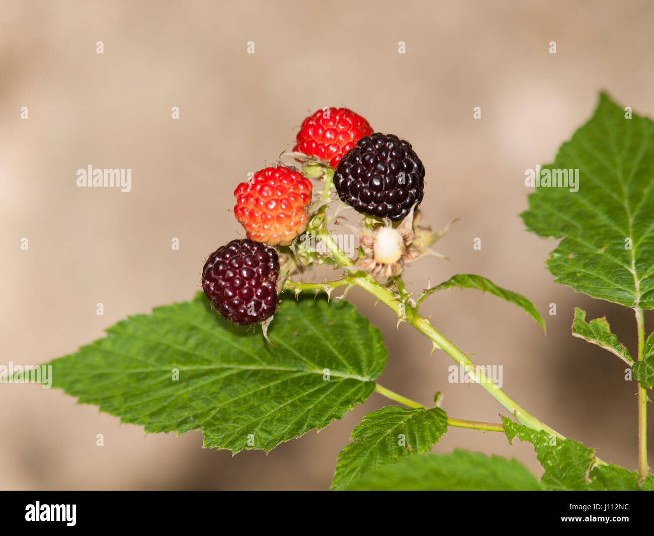 Detail of ripening blackberries on branch in summer - Rubus fruticosus Stock Photo