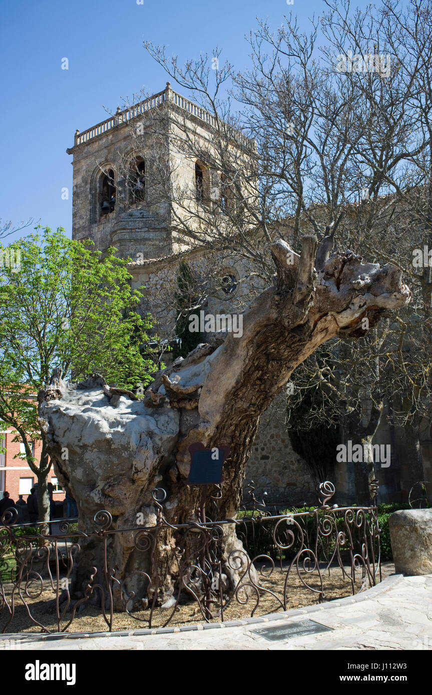 Dry elm tree to which Antonio Machado wrote his famous poem A un olmo seco, near Municipal Cemetery. Espino church at the back, Soria, Spain. Stock Photo