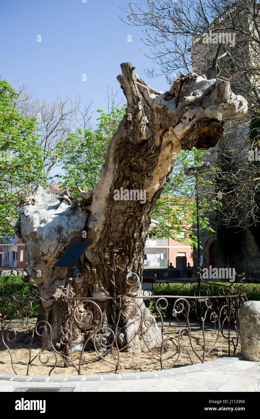Dry elm tree to which Antonio Machado wrote his famous poem A un olmo seco, near Municipal Cemetery , Soria, Spain. Stock Photo