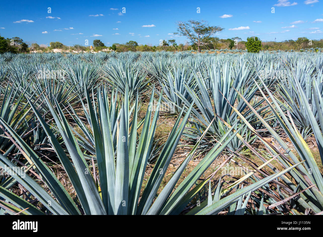 Field of blue agave for tequila near Valladolid, Mexico Stock Photo Alamy