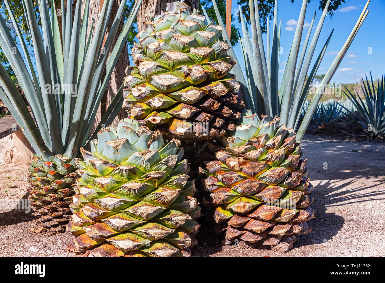 Stack of blue agave pineapples used for making tequila near Valladolid