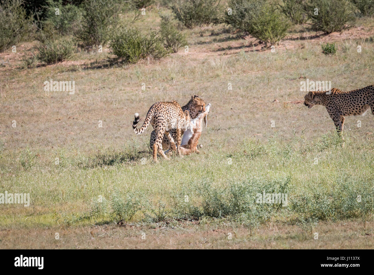Cheetahs with a baby Springbok kill in the Kgalagadi Transfrontier Park ...