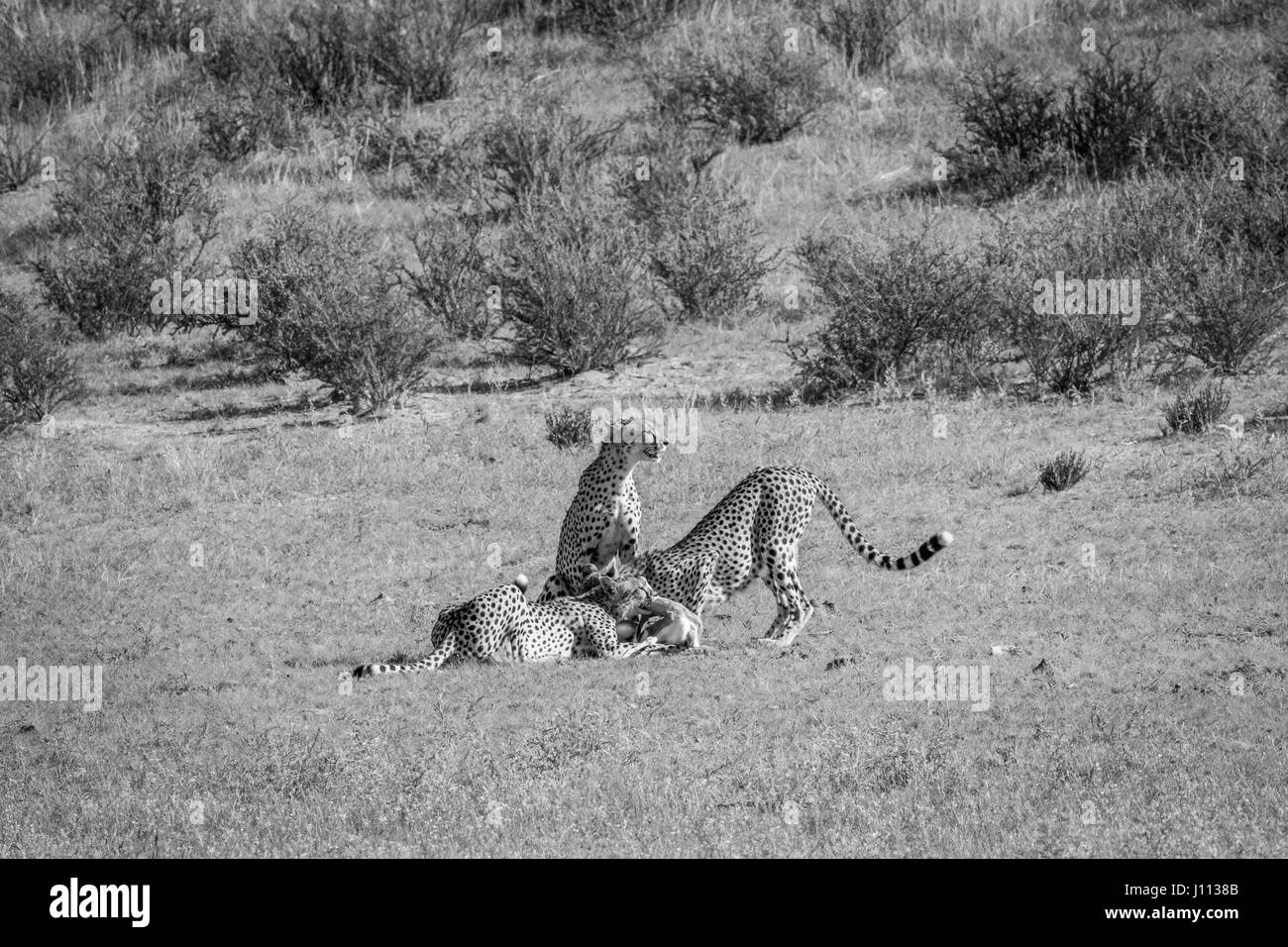 Cheetahs with a baby Springbok kill in black and white in the Kgalagadi ...