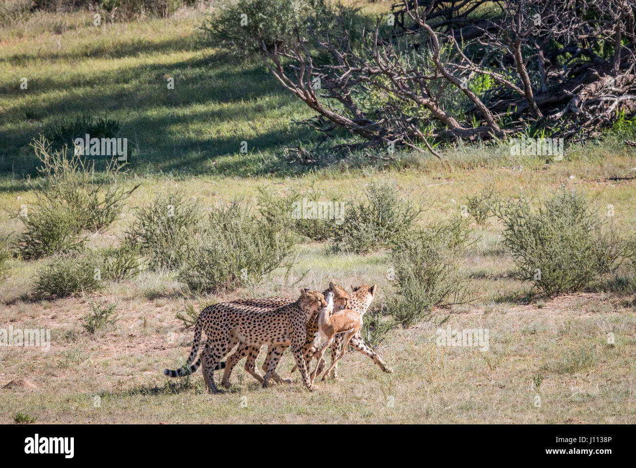 Cheetahs with a baby Springbok kill in the Kgalagadi Transfrontier Park ...