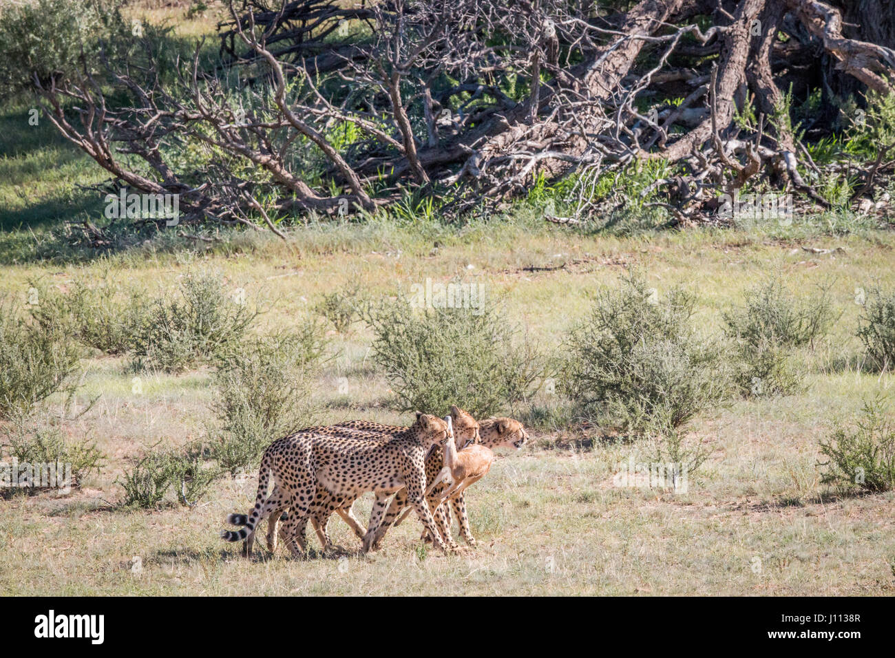 Cheetahs with a baby Springbok kill in the Kgalagadi Transfrontier Park ...