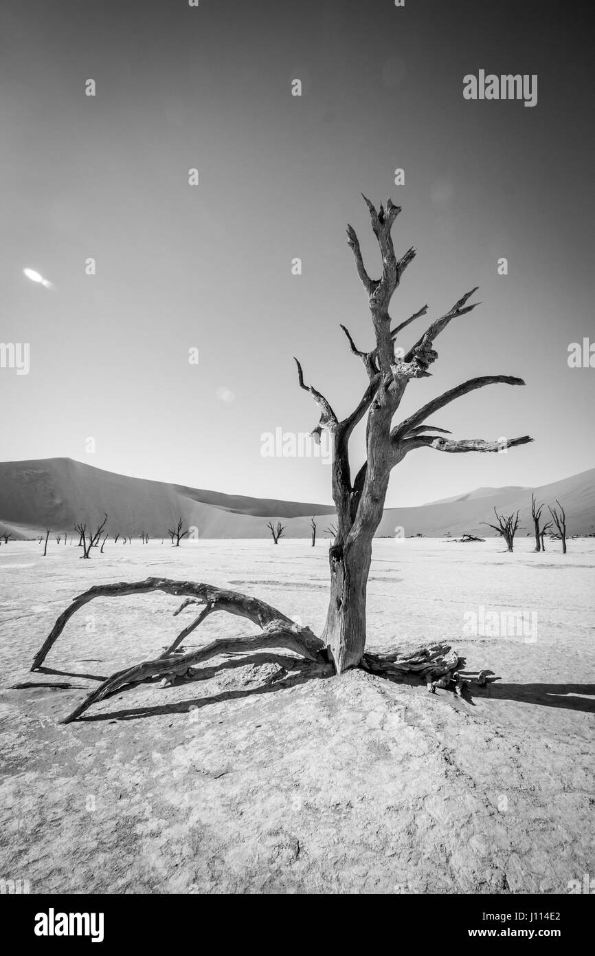 Dead tree in black and white in Sossusvlei desert in Nambia. Stock Photo