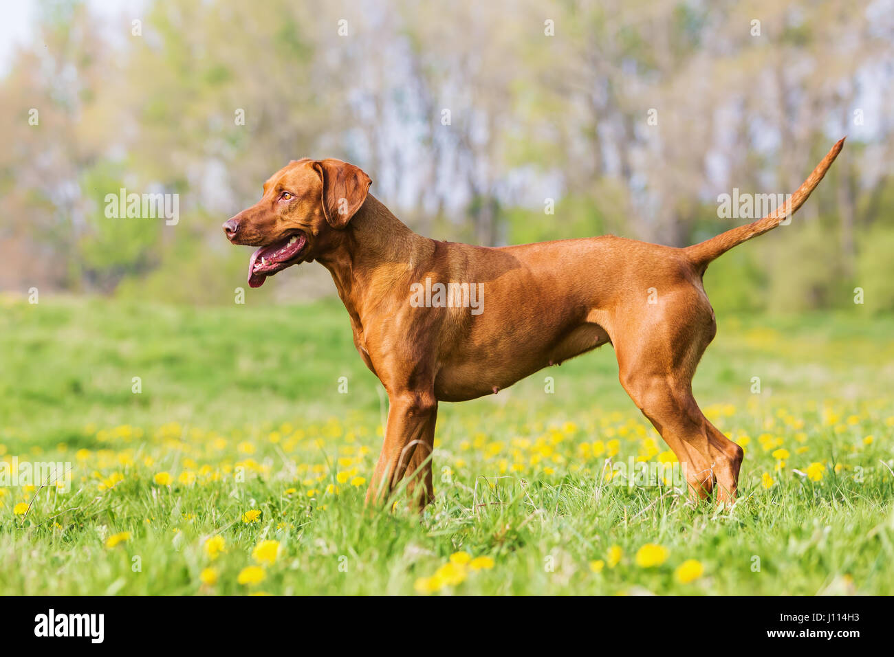 Cute rhodesian ridgeback standing hi-res stock photography and images ...