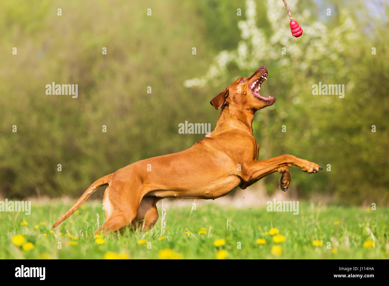 picture of a Rhodesian ridgeback jumping for a toy Stock Photo - Alamy