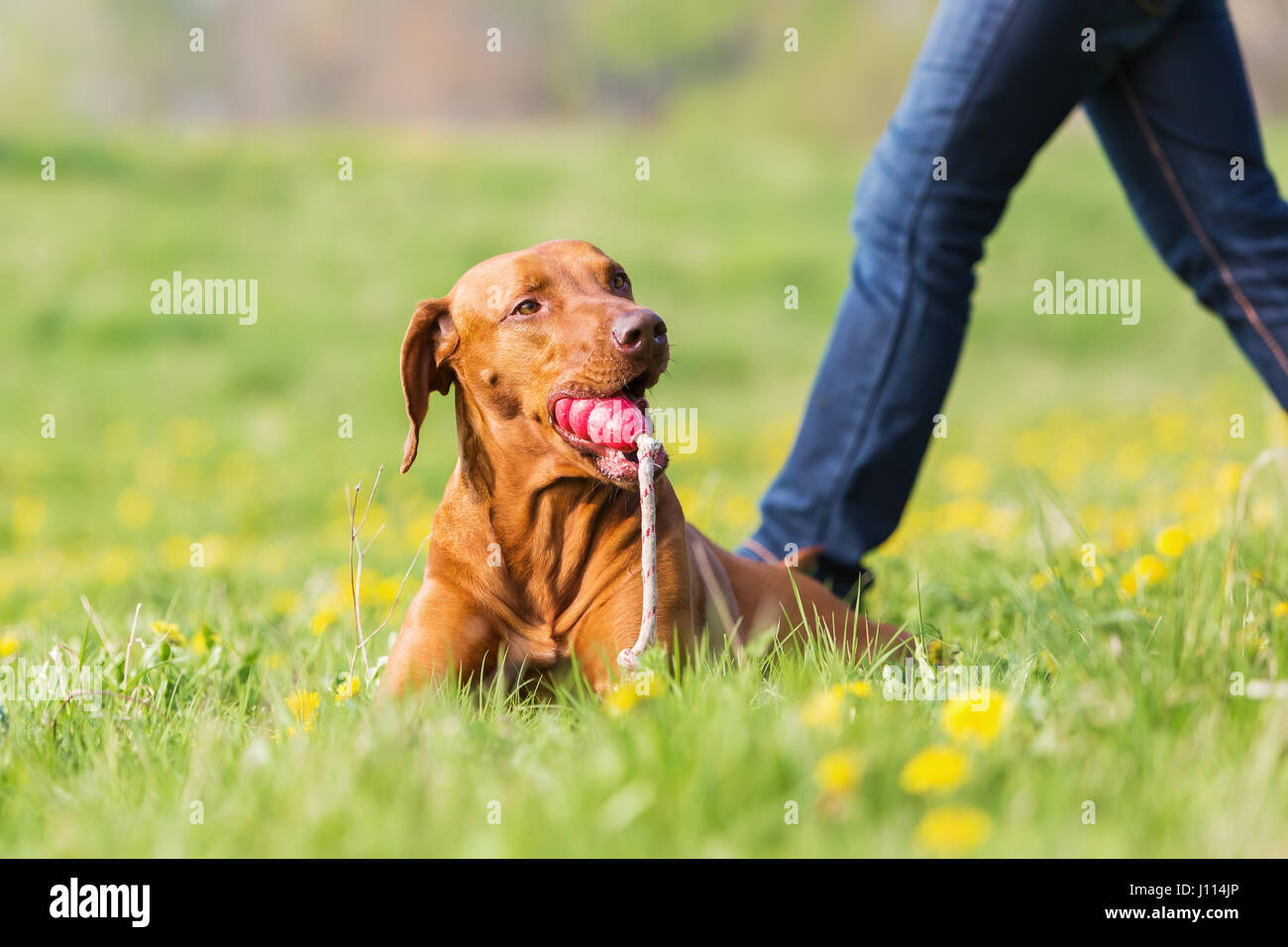 Rhodesian ridgeback lying with a toy in the grass with legs of a woman ...