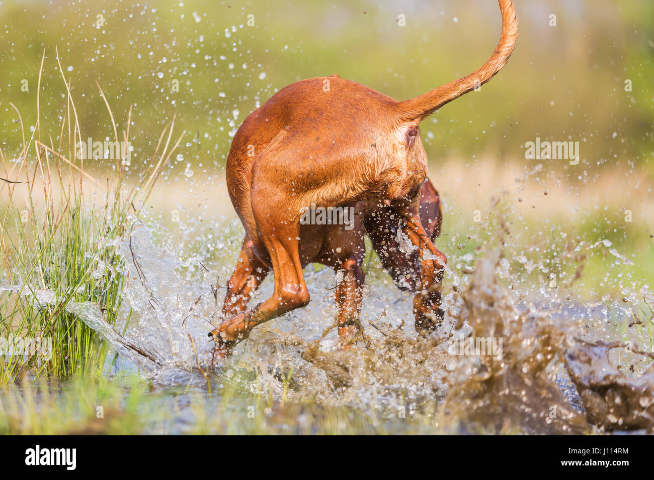 backside of a Rhodesian Ridgeback running through the splashing water Stock Photo Alamy
