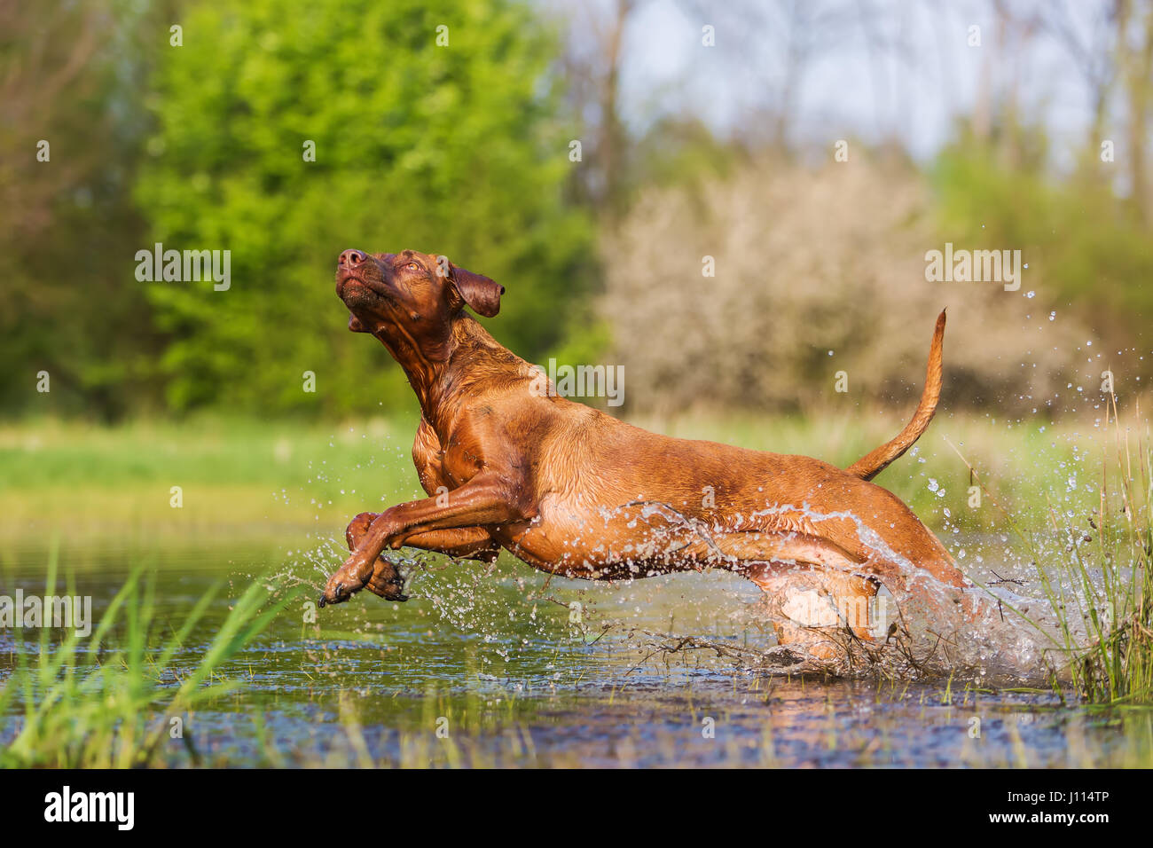 picture of a Rhodesian ridgeback running through the water Stock Photo Alamy