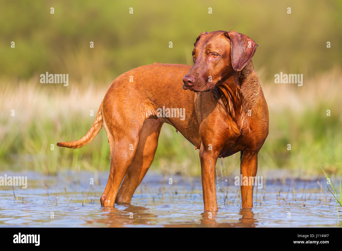 portrait picture of a Rhodesian Ridgeback at a pond Stock Photo - Alamy