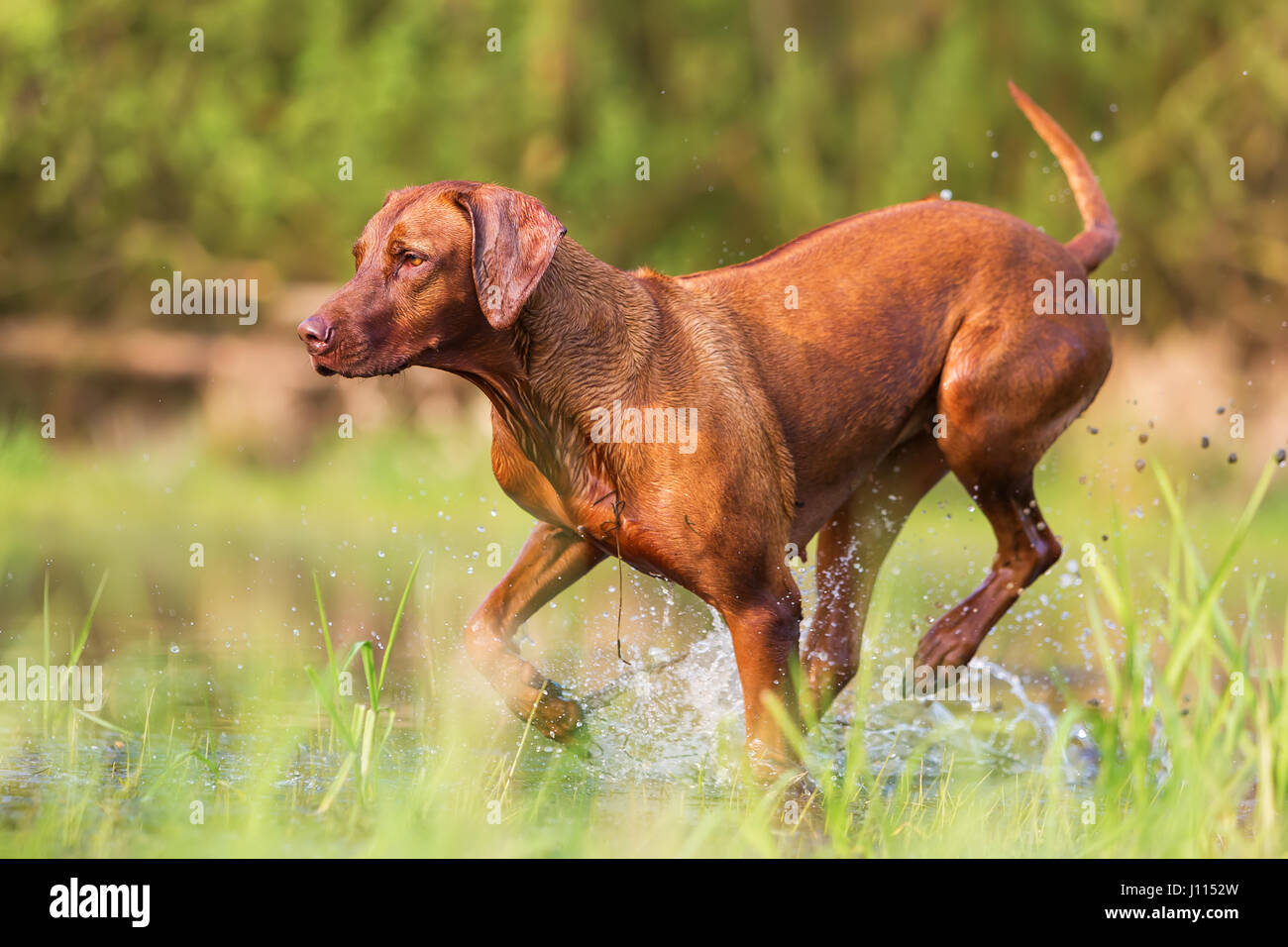 picture of a Rhodesian ridgeback running through the water Stock Photo Alamy
