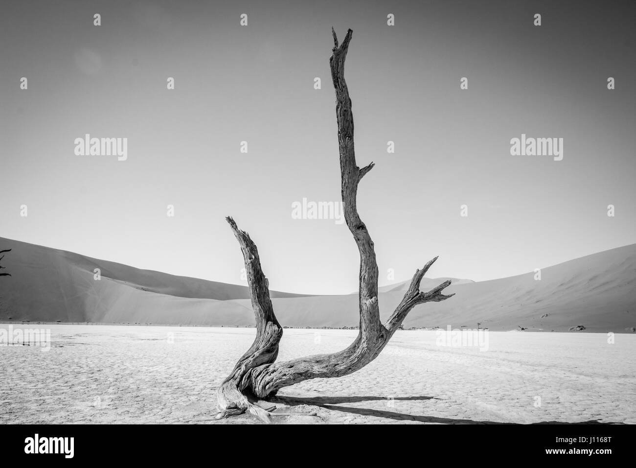 Dead tree in black and white in Sossusvlei desert in Nambia. Stock Photo