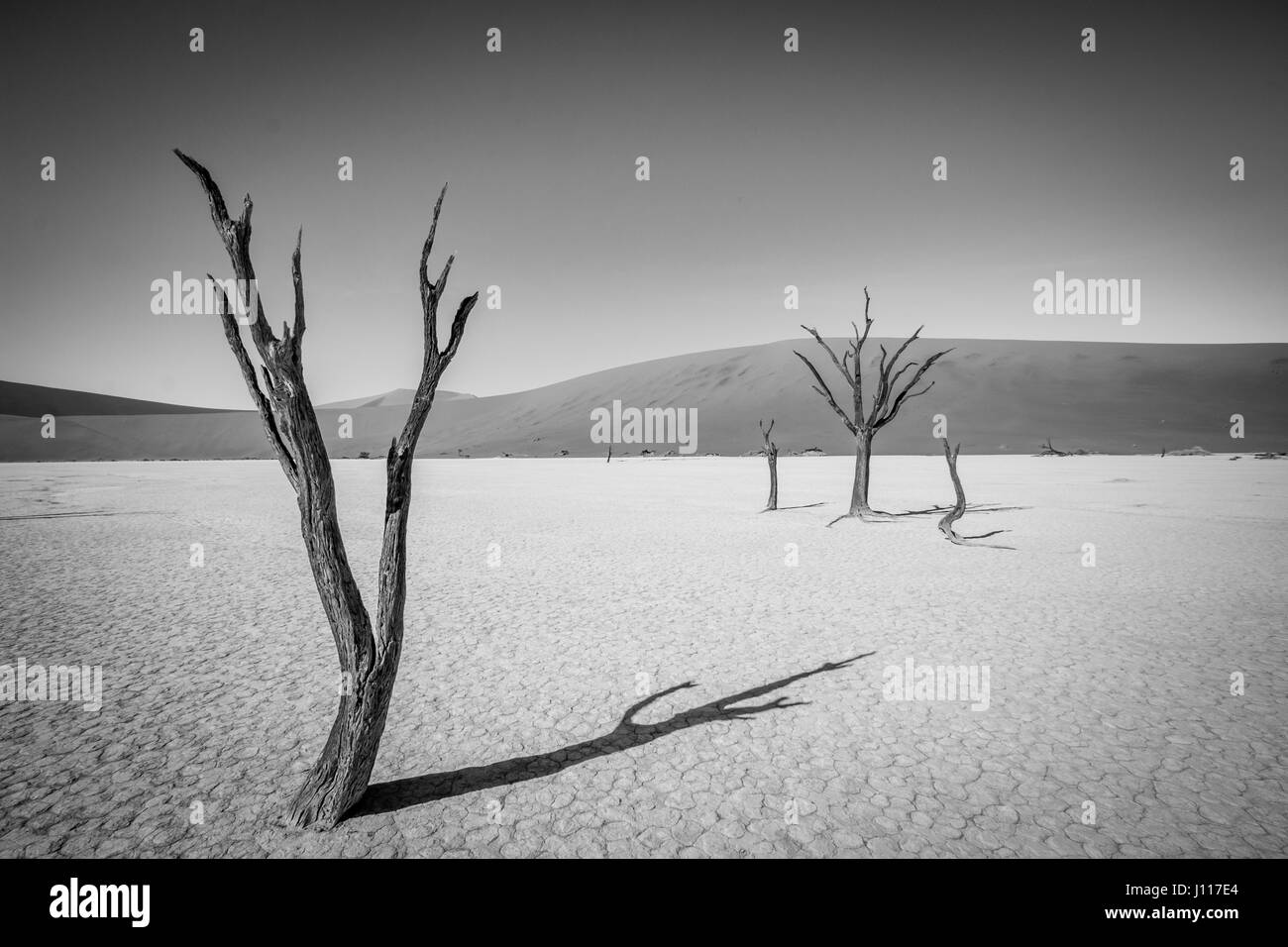 Dead tree in black and white in Sossusvlei desert in Nambia. Stock Photo