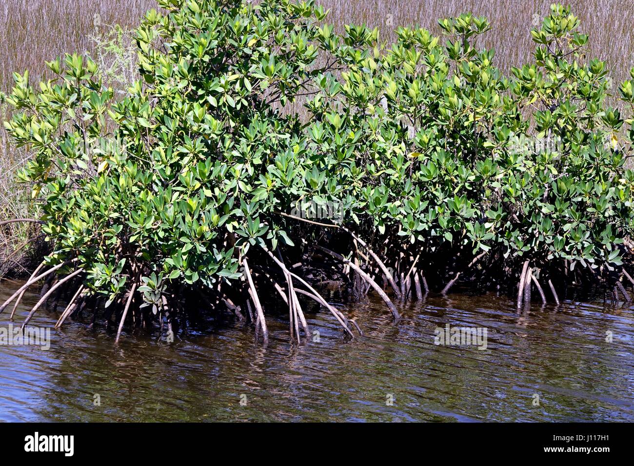 Red mangroves growing at the waters edge, Crystal River, Florida Stock Photo