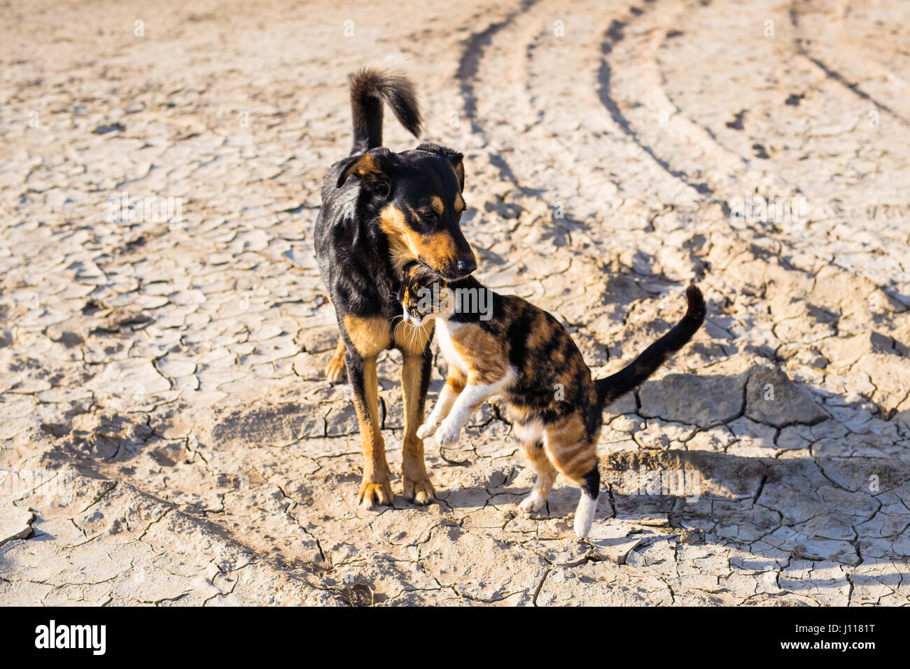 Dog and cat playing together outdoor Stock Photo