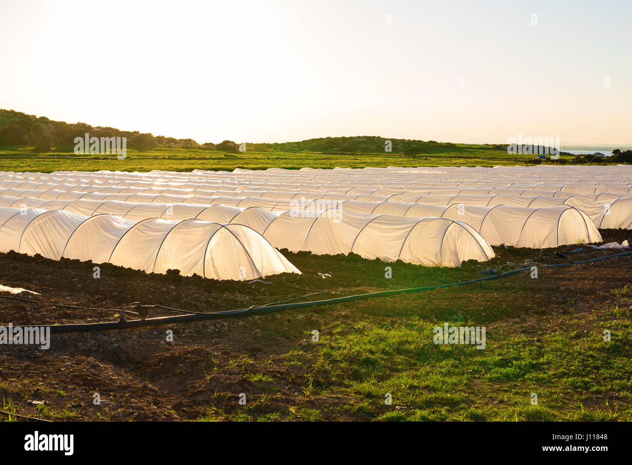 greenhouses in country garden in spring Stock Photo - Alamy