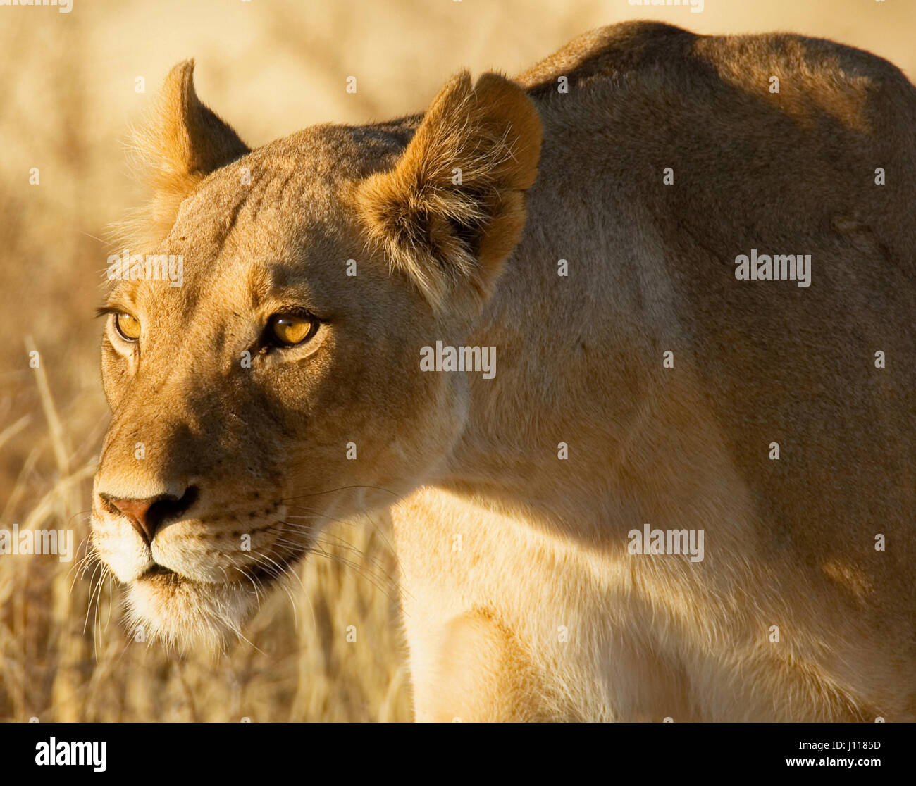 Portrait of a lioness hunting, Africa Stock Photo