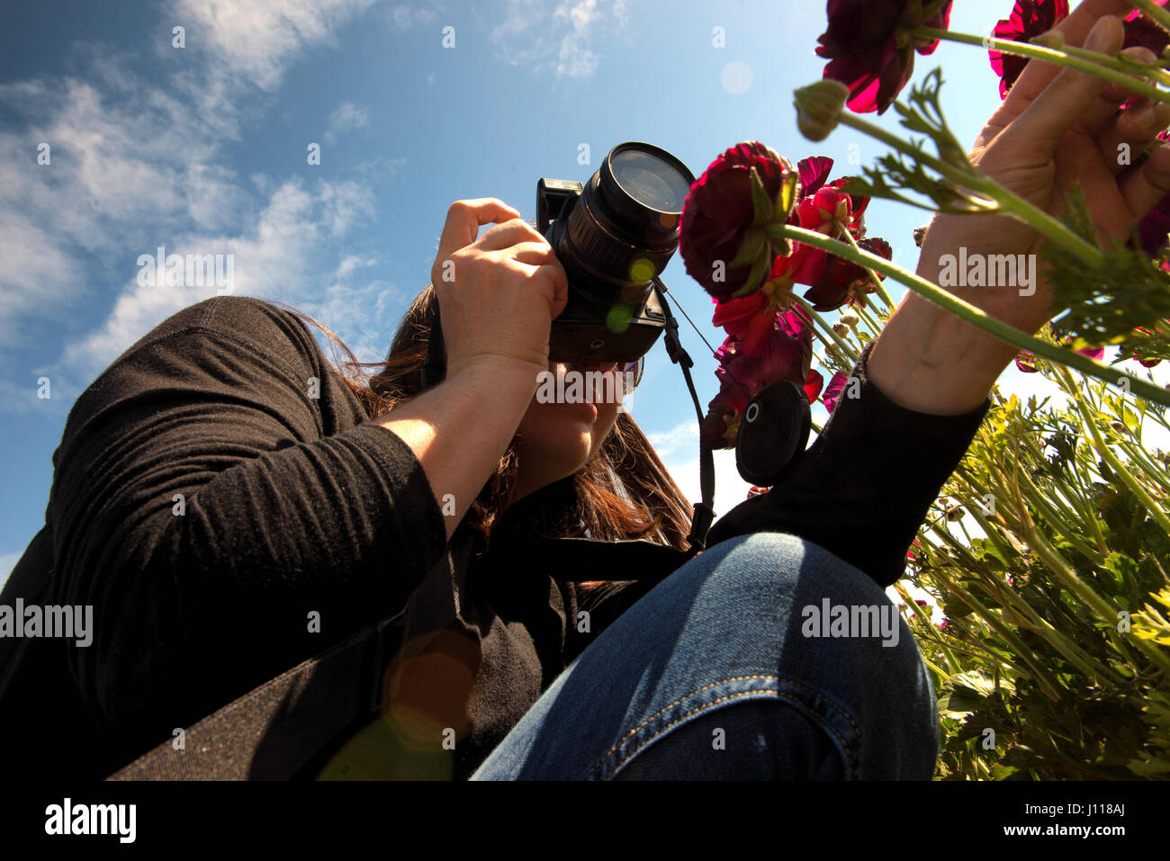 Woman crouching in meadow photographing ranunculus flowers Stock Photo
