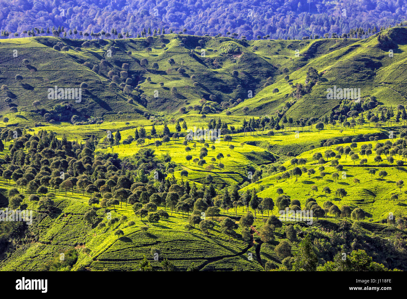 Tea Plantation, Ciwidey, West Java, Indonesia Stock Photo