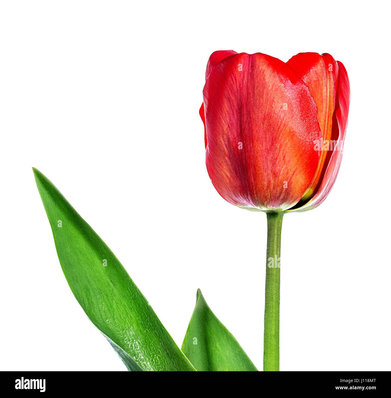 tulips isolated on white background Stock Photo - Alamy