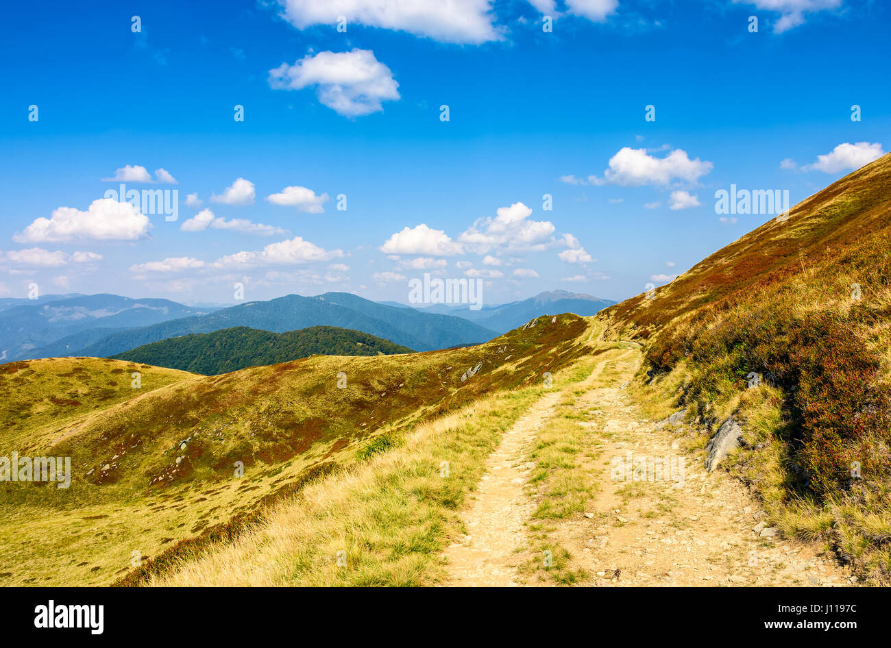 winding path through large meadows on the hillside. Tracking uphill Carpathian mountain ridge. warm and sunny autumn day with cloudy sky. Stock Photo