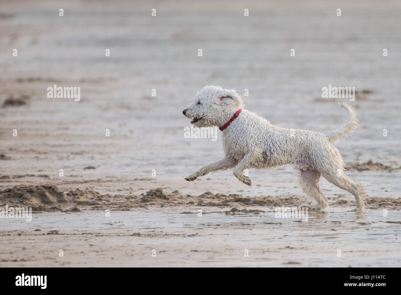 Dog Portuguese Water Dog Cross Breed Pet Playing Playful Dog friendly beach Fistral Beach Newquay Cornwall Stock Photo