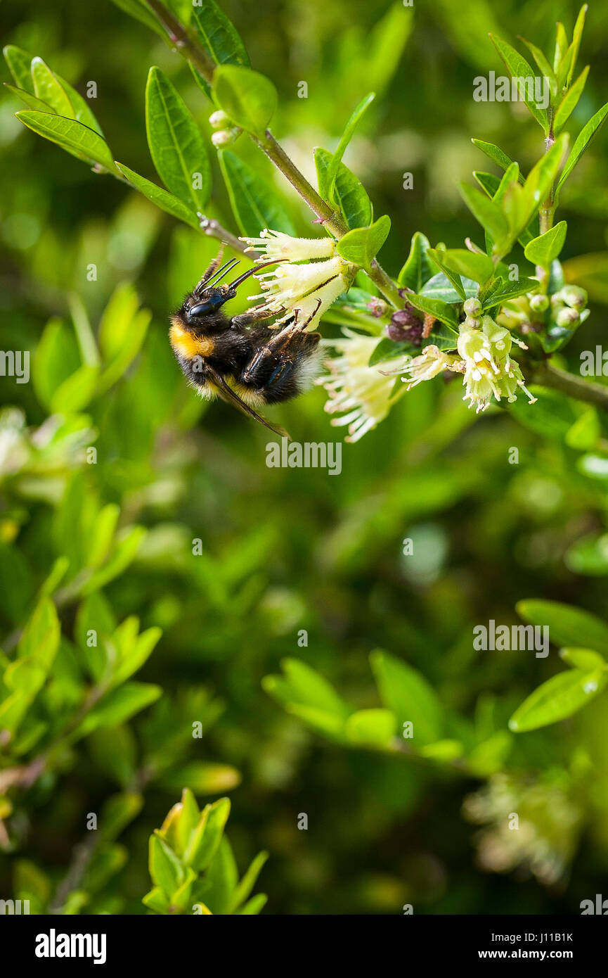 Bee Anthophila Insect Collecting nectar Flower Endangered Stock Photo