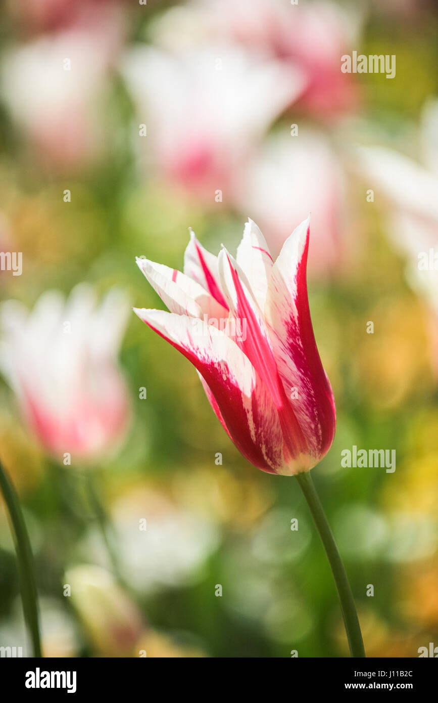 Flower; Tulip; Tulipa; Perennial; Bedding plant; Plant; Bloom; Petals; Colourful; Colorful; Garden; Gardening; Horticulture Stock Photo