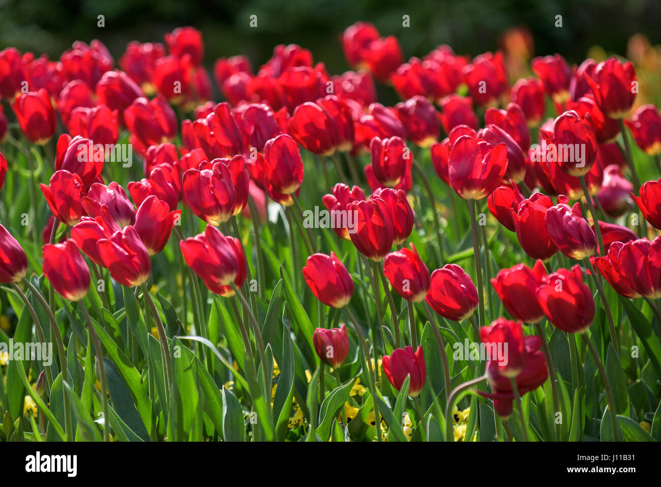 Flowers; Tulips; Tulipa; Perennial; Bedding plant; Plant; Bloom; Petals; Vibrant; Red; Colourful; Colorful; Garden; Gardening; Horticulture Stock Photo