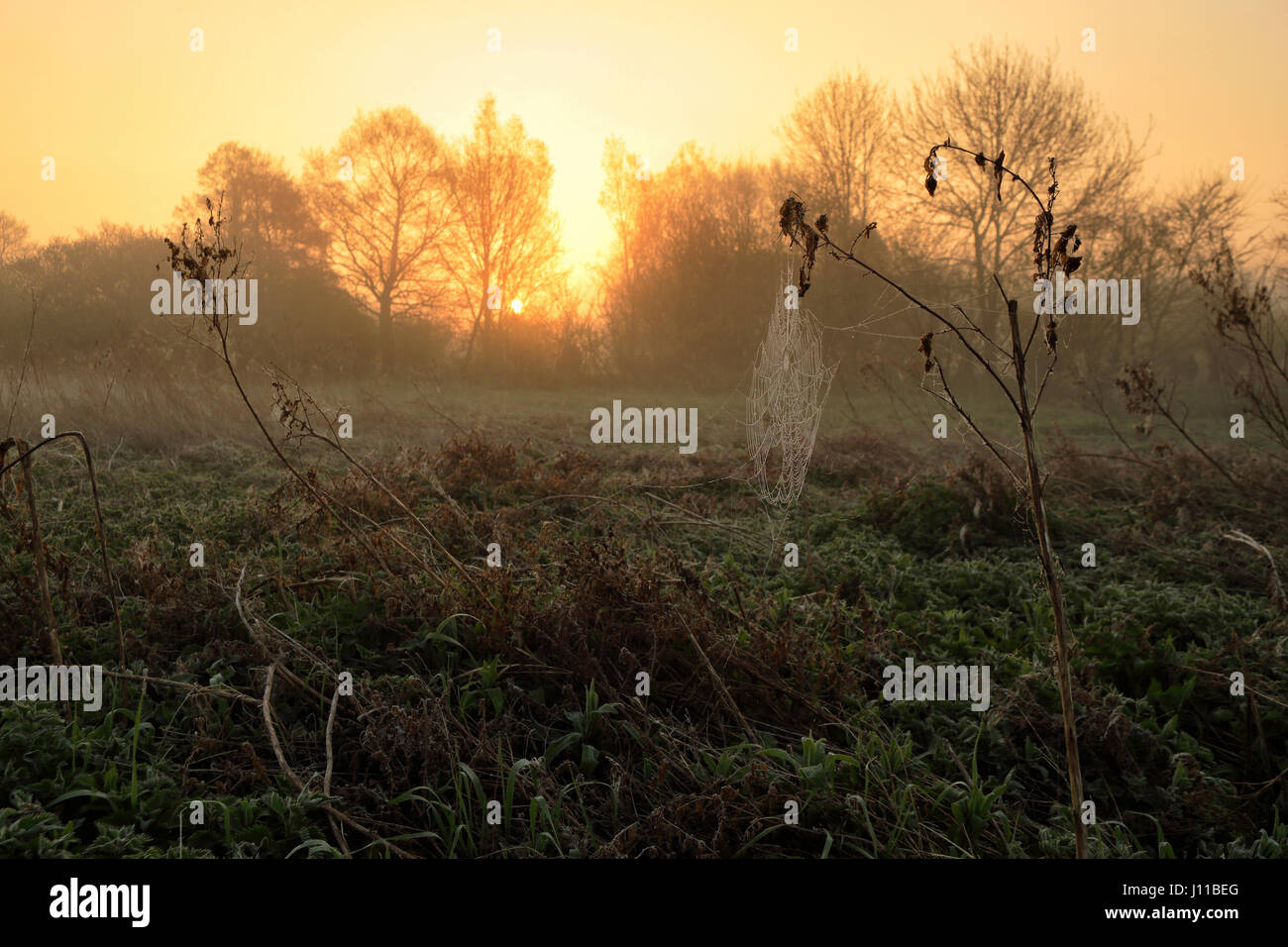 Dew covered spider web at sunrise in a water meadow by the River Stort on a damp misty April morning Stock Photo