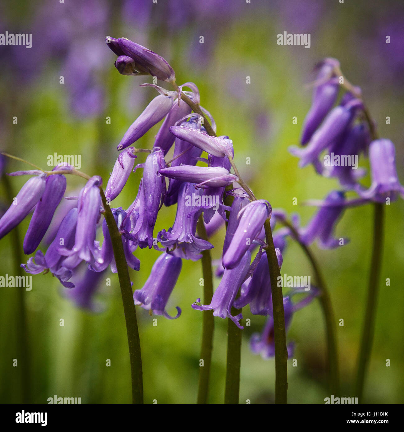 Spring and English bluebells on show in a Wiltshire beechwood Stock Photo