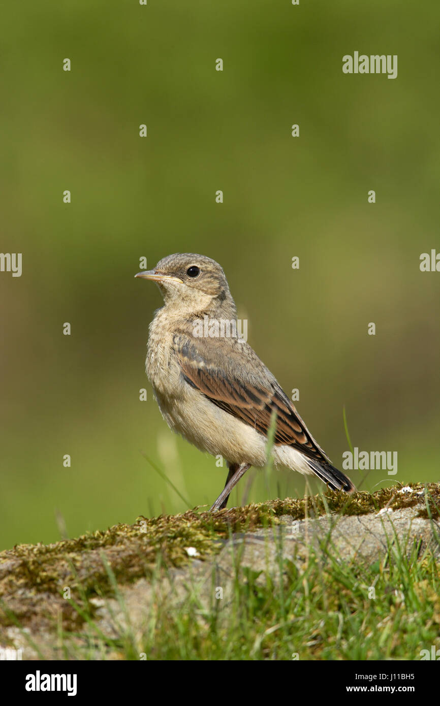 northern-wheatear-or-wheatear-oenanthe-oenanthe-juvenile-newly