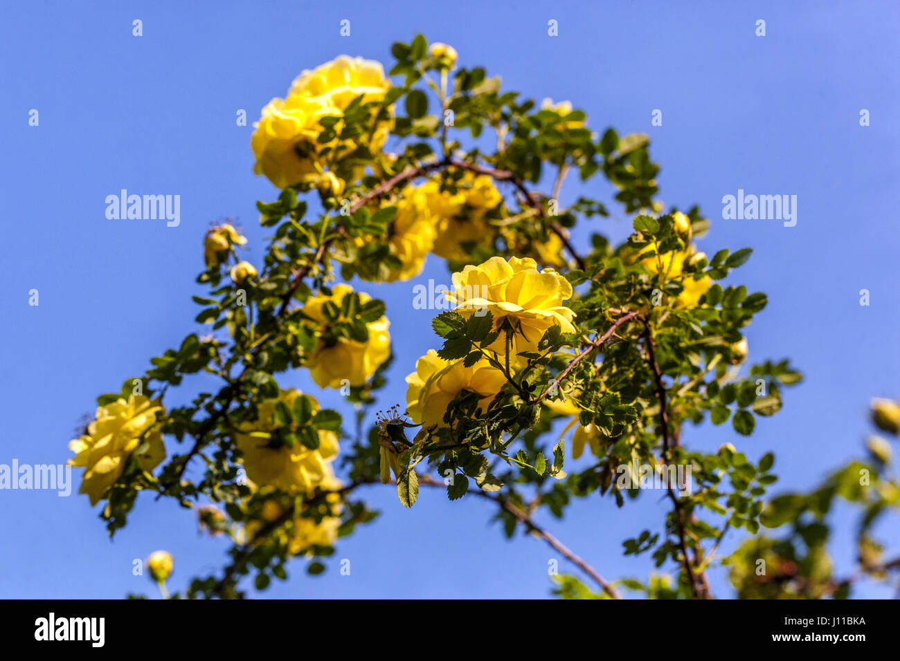 Rosa foetida, Persian yellow rose, flowering shrubs Stock Photo Alamy