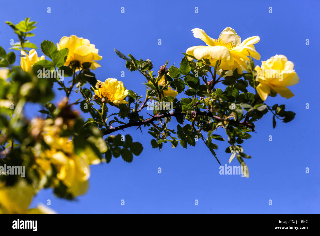 Rosa foetida, Persian yellow rose Stock Photo