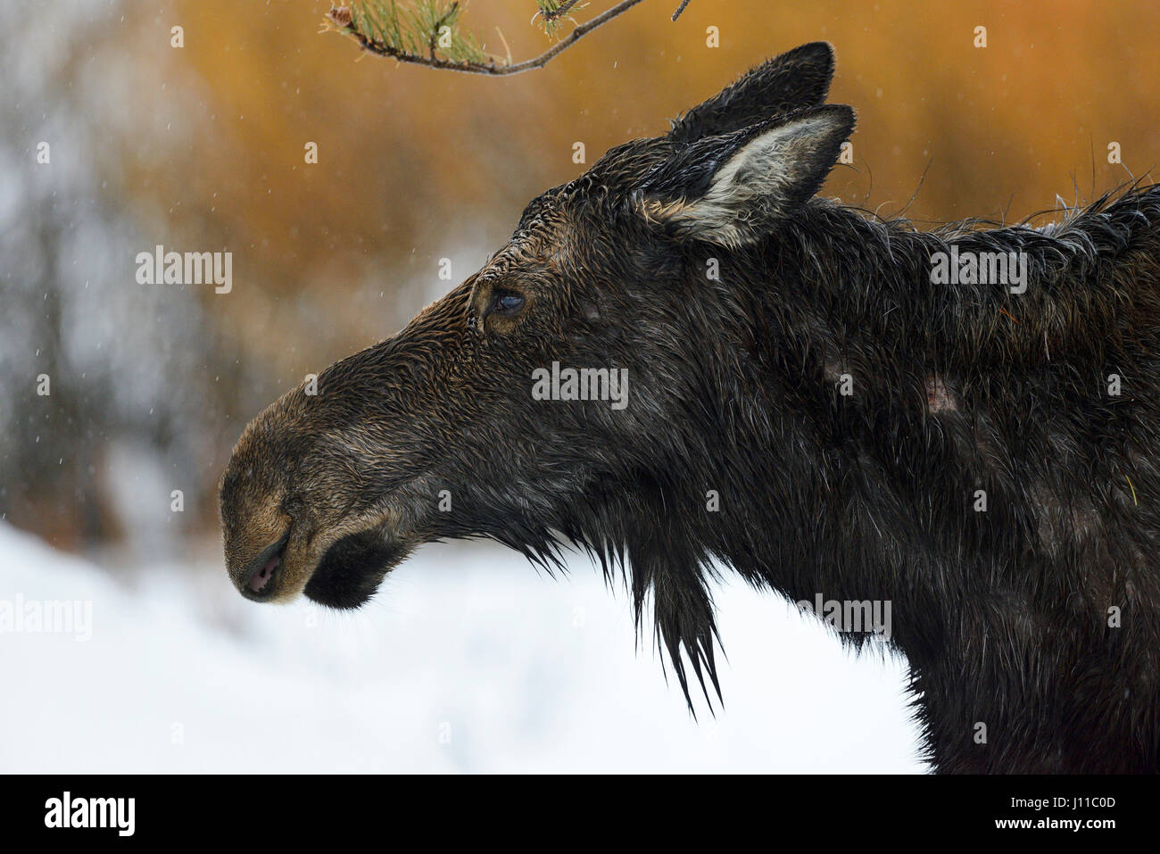 Moose / Elch ( Alces alces ), headshot of an adult female, cow, on a rainy day in winter, Yellowstone Area, Grand Teton, Wyoming, USA. Stock Photo
