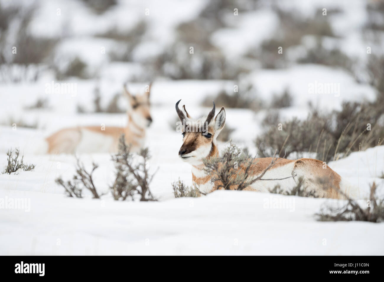 Pronghorns / Gabelboecke ( Antilocapra americana ) / Gabelantilopen, pair in winter, lying, resting between bushes in snow, Yellowstone NP, USA. Stock Photo