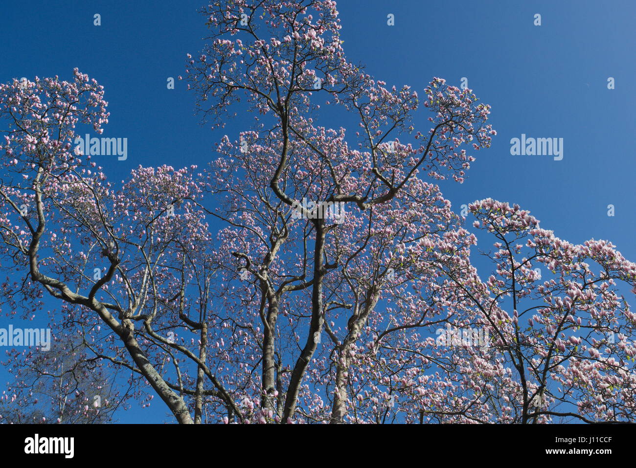 The Magnolia Rhododendron And Blossom Trees Still Have No Leaves But Are Full Of Pink Red And White Blooms Stock Photo Alamy