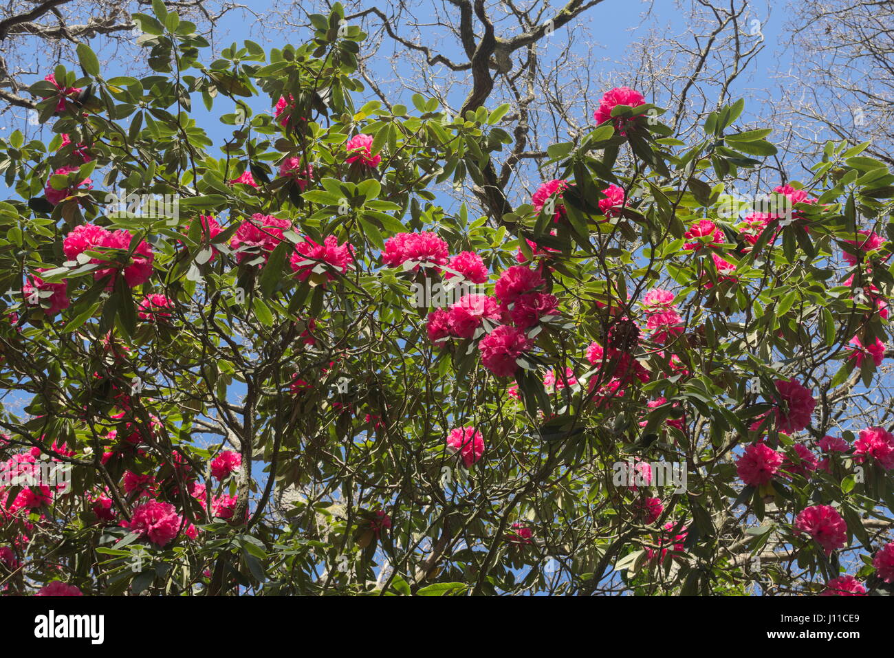 The Magnolia,  Rhododendron and Blossom trees still have no leaves but are full of pink, red and white blooms. Stock Photo