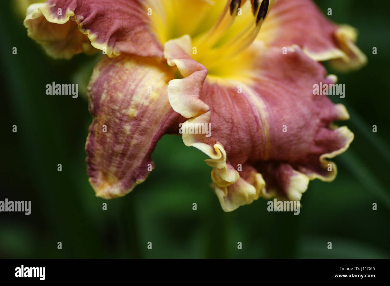 Pink flower. Hemerocallis  'Carolyn Mann' Stock Photo