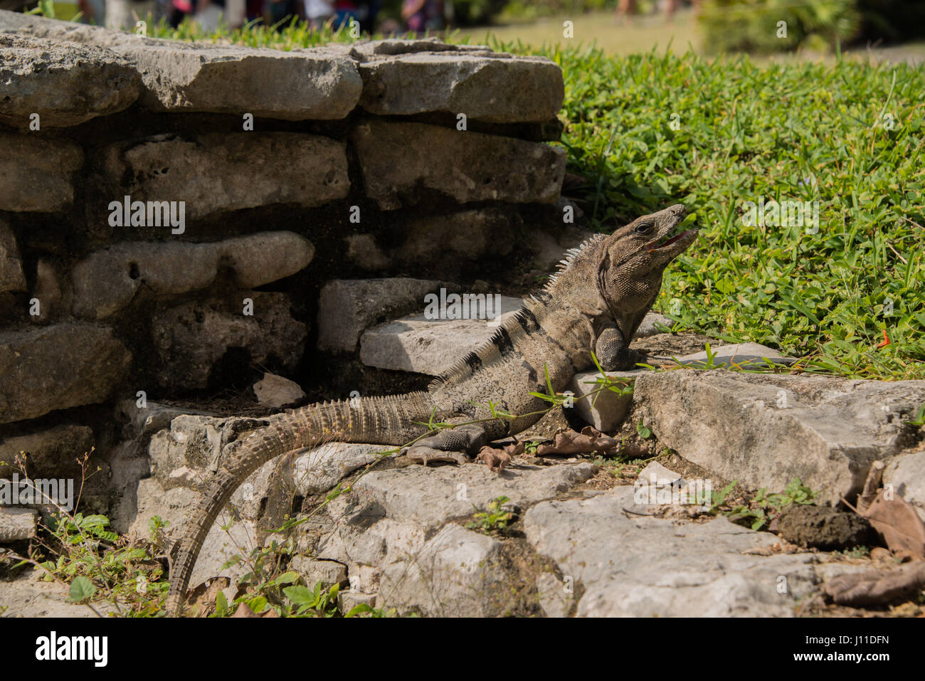 Large striped iguana with long tail on Tulum Ruins in Mexico Stock Photo